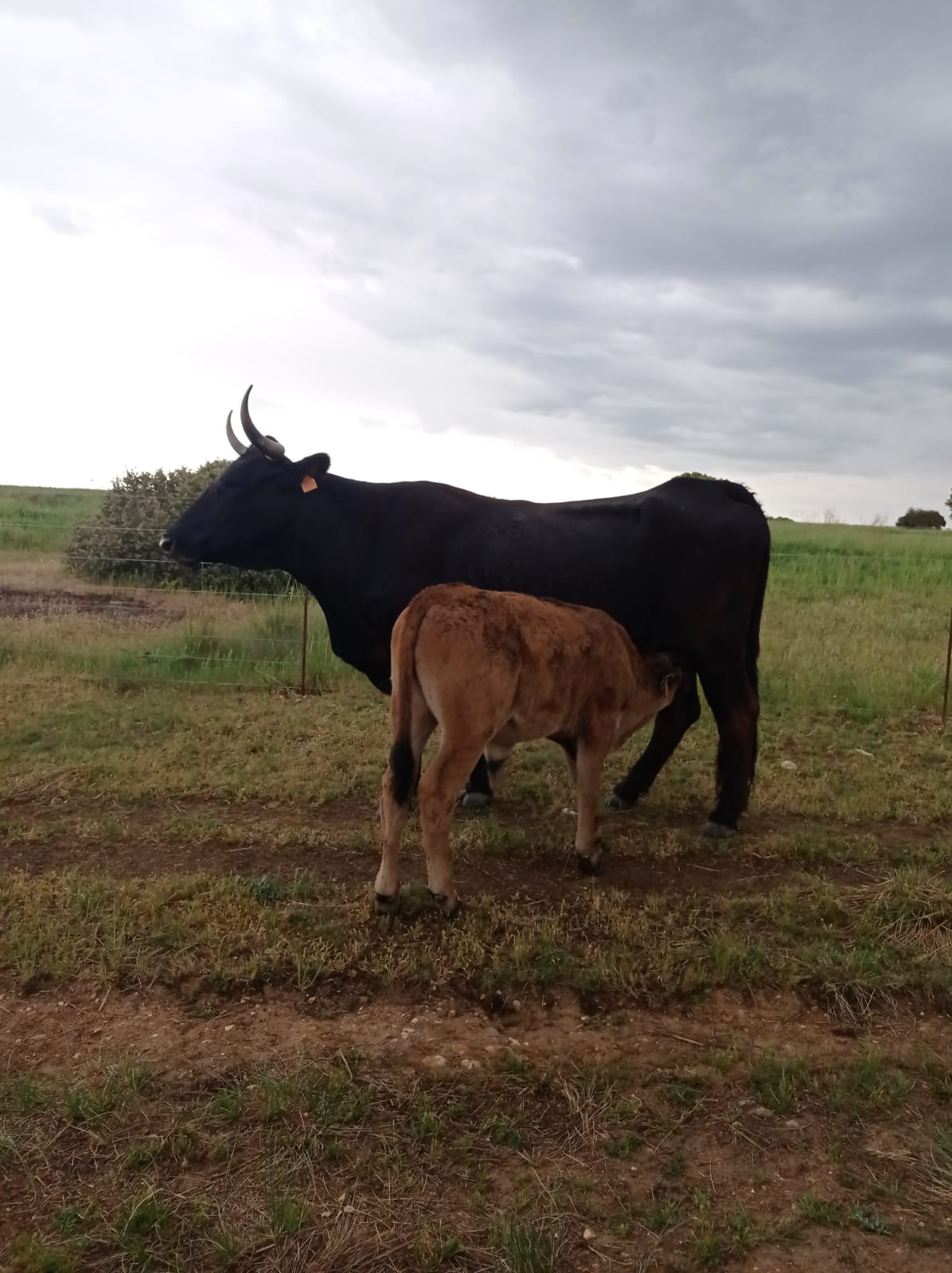 WhatsApp Image 2026-03-04 at 17.22.40 (3)